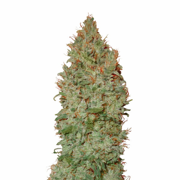 Auto Sour Diesel CBD+ > CBD+ Buds | CBD cannabis seeds  |  Sativa